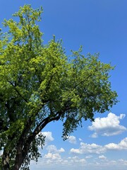 Plane tree against sky clouds 