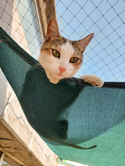 Gatito comun europeo reposando en una amaca o mallasombra. Felino tomando el sol volteando para...