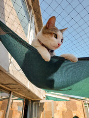 Gatito comun europeo reposando en una amaca o mallasombra. Felino tomando el sol volteando para...