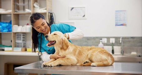 Pet care, stethoscope and dog with veterinary girl in consultation office for growth, wellness and examination. Puppy, inspection and animal clinic for golden retriever assessment, help or checkup