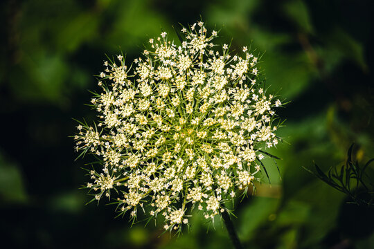 Queen Anne's Lace, wild carrot, bishop's lace, daucus carota