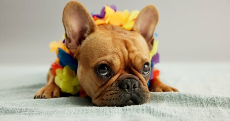 Fashion, pet and dog with style on a white background for vacation, adorable costume and flower garland. Summer, puppy and French Bulldog with outfit for adoption, rescue and animal shelter in studio