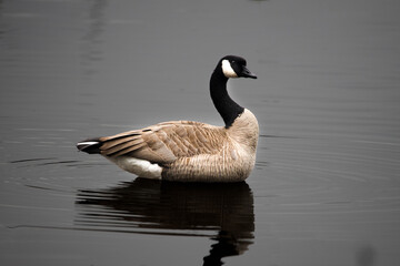 Obraz premium Peaceful goose