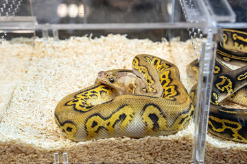 Ball python in the glass cabinet waiting to be sold. It's a popular pet in Thailand.