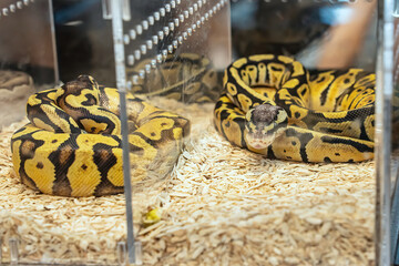 Ball python in the glass cabinet waiting to be sold. It's a popular pet in Thailand.