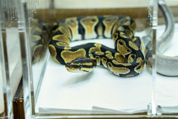 Ball python in the glass cabinet waiting to be sold. It's a popular pet in Thailand.