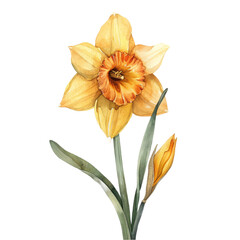 a daffodil clipart, floral element, watercolor illustration, yellow and orange, isolated on white background transparent background