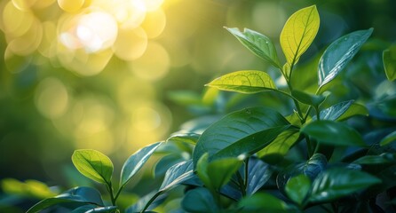 Green Leaves Illuminated By Morning Sunlight