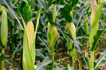 Fresh organic corn field
