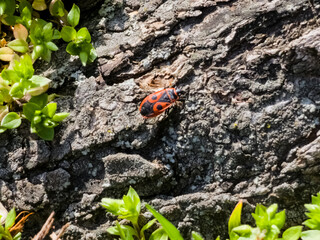 Colony of Pyrrocoris Apterus nests on the trunk of an acacia tree. Red spotted beetles or Pyrrocoris Apterus on bark