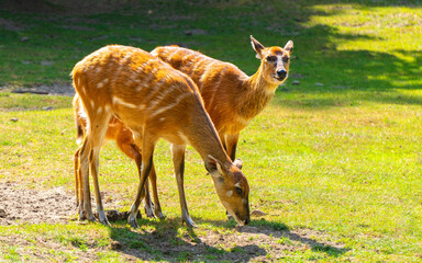 Herd of roe deer on a sunny meadow