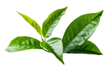 Fresh organic green leaves of mint isolated on white background.