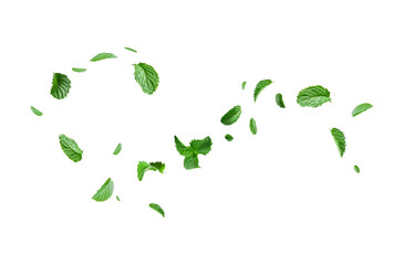green mint leaves scattered on a transparent background, captured with sharp details and vivid colors, showcasing the texture and freshness of each leaf.