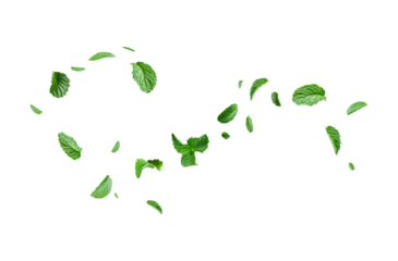 green mint leaves scattered on a transparent background, captured with sharp details and vivid colors, showcasing the texture and freshness of each leaf.