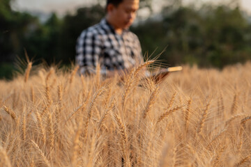 Farmer giving advice on wheat work online on tablet in wheat field.