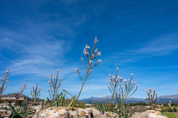 Mallorca, Landschaft, Mittelmeer, Pflanzen, Natur, Blumen, Tiere, Markt, Reisen, Travel, Europa, Mediterran