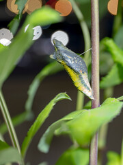 羽化直前の夜のサナギ