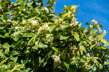 Mallorca, Landschaft, Mittelmeer, Pflanzen, Natur, Blumen, Tiere, Markt, Reisen, Travel, Europa, Mediterran