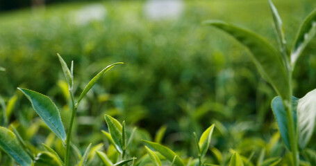 Obraz premium Green tea tree fresh leaves in eco herbal farm. Tree tea plantations in morning sun light. Freshness herbal natural garden farmland. Drinking organic relax heath plant. Green tea tree in farm