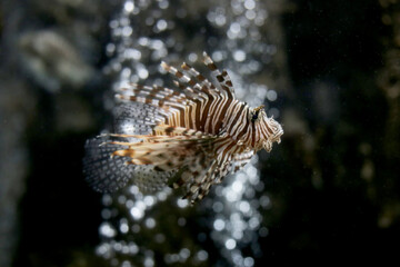 Lionfish orTurkeyfish in aquarium water