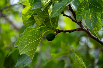 Mallorca, Landschaft, Mittelmeer, Pflanzen, Natur, Blumen, Tiere, Markt, Reisen, Travel, Europa, Mediterran