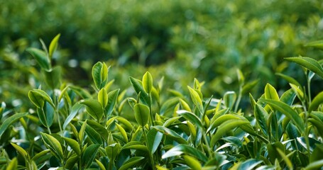 Green tea tree leaves field young tender bud herbal Green tea tree in camellia sinensis organic farm. Close up Fresh Tree tea plantations mountain green nature in herbal farm plant background morning