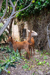 Mallorca, Landschaft, Mittelmeer, Pflanzen, Natur, Blumen, Tiere, Markt, Reisen, Travel, Europa, Mediterran