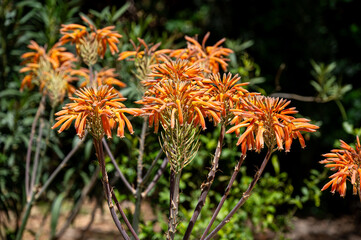 Mallorca, Landschaft, Mittelmeer, Pflanzen, Natur, Blumen, Tiere, Markt, Reisen, Travel, Europa,...