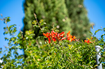 Obraz premium Mallorca, Landschaft, Mittelmeer, Pflanzen, Natur, Blumen, Tiere, Markt, Reisen, Travel, Europa, Mediterran