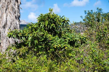 Mallorca, Landschaft, Mittelmeer, Pflanzen, Natur, Blumen, Tiere, Markt, Reisen, Travel, Europa,...