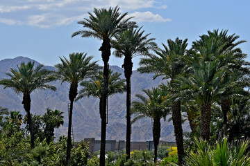 Date palms with ladders attached to trunk for harvest, Indio, California.  Coachella Valley is known as the 'Date Capital of the World'