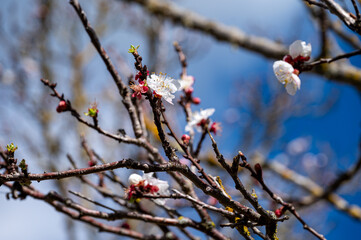 Mallorca, Landschaft, Mittelmeer, Pflanzen, Natur, Blumen, Tiere, Markt, Reisen, Travel, Europa, Mediterran