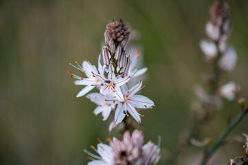Mallorca, Landschaft, Mittelmeer, Pflanzen, Natur, Blumen, Tiere, Markt, Reisen, Travel, Europa, Mediterran