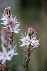 Mallorca, Landschaft, Mittelmeer, Pflanzen, Natur, Blumen, Tiere, Markt, Reisen, Travel, Europa, Mediterran
