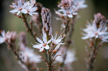 Mallorca, Landschaft, Mittelmeer, Pflanzen, Natur, Blumen, Tiere, Markt, Reisen, Travel, Europa, Mediterran