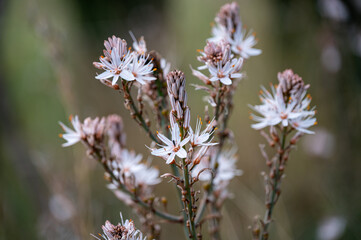 Mallorca, Landschaft, Mittelmeer, Pflanzen, Natur, Blumen, Tiere, Markt, Reisen, Travel, Europa, Mediterran