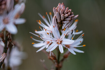 Mallorca, Landschaft, Mittelmeer, Pflanzen, Natur, Blumen, Tiere, Markt, Reisen, Travel, Europa, Mediterran