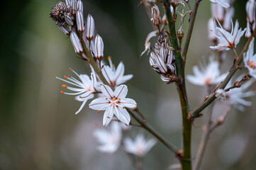 Mallorca, Landschaft, Mittelmeer, Pflanzen, Natur, Blumen, Tiere, Markt, Reisen, Travel, Europa, Mediterran