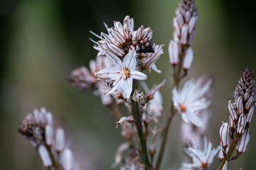 Mallorca, Landschaft, Mittelmeer, Pflanzen, Natur, Blumen, Tiere, Markt, Reisen, Travel, Europa, Mediterran