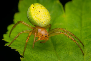 Macrophotography of Cucumber Green Spider (Araniella cucurbitina). Extremely close-up and details.