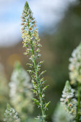 Mallorca, Landschaft, Mittelmeer, Pflanzen, Natur, Blumen, Tiere, Markt, Reisen, Travel, Europa, Mediterran