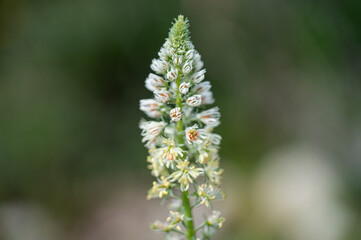 Mallorca, Landschaft, Mittelmeer, Pflanzen, Natur, Blumen, Tiere, Markt, Reisen, Travel, Europa, Mediterran