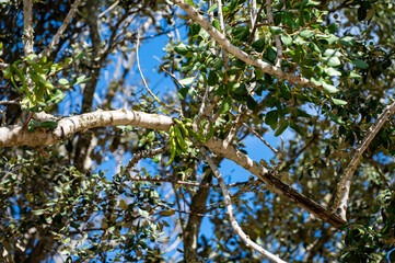Mallorca, Landschaft, Mittelmeer, Pflanzen, Natur, Blumen, Tiere, Markt, Reisen, Travel, Europa,...
