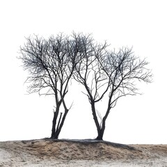 a group of trees in winter on sand area with shadow on the floor - isolated on white background generative ai