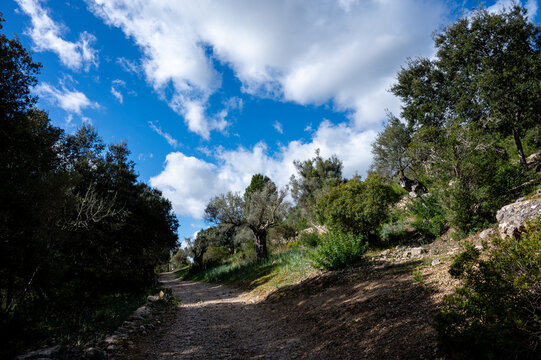Wanderweg durch den Wald auf Mallorca