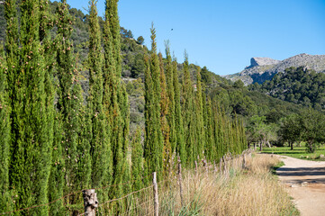 Mallorca, Landschaft, Mittelmeer, Pflanzen, Natur, Blumen, Tiere, Markt, Reisen, Travel, Europa,...