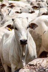 Herd of Nelore cattle grazing in a pasture on the brazilian ranch
