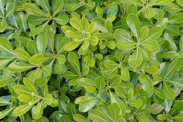 Feuillage de l'arbuste Pittosporum 