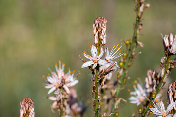 Mallorca, Landschaft, Mittelmeer, Pflanzen, Natur, Blumen, Tiere, Markt, Reisen, Travel, Europa, Mediterran