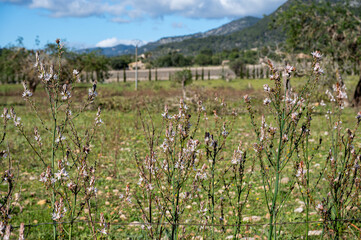 Mallorca, Landschaft, Mittelmeer, Pflanzen, Natur, Blumen, Tiere, Markt, Reisen, Travel, Europa,...